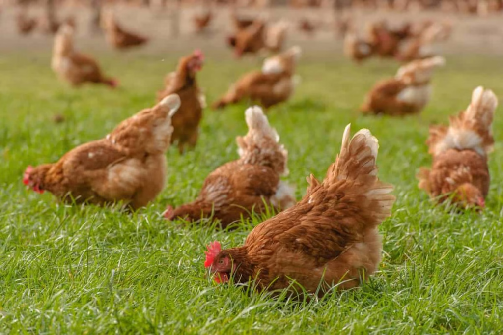 La sostenibilidad como ventaja competitiva gallinas libres