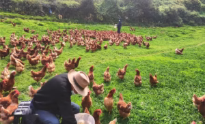 El crecimiento de los productores certificados de huevos libres en Perú abre el camino al cambio