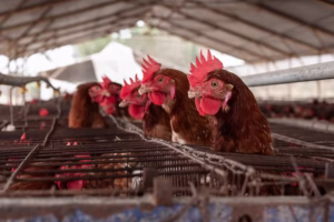 Gallinas enjaulas 2