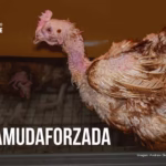 Muda Forzada