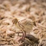 Un pollito blanco, demacrado y desplumado parado sobre un montón de pollos muertos.