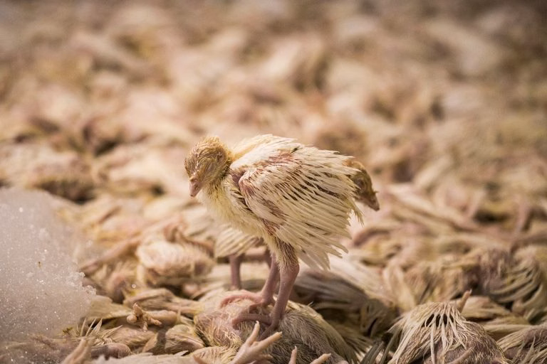 Un pollito blanco, demacrado y desplumado parado sobre un montón de pollos muertos.