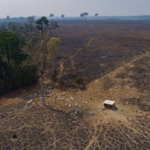 Fotografía aérea de un grupo de vacas en un terreno deforestado y quemado junto al borde de la selva tropical.