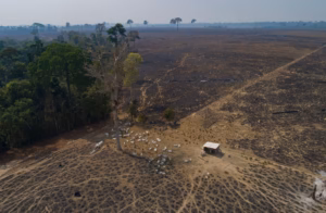 Fotografía aérea de un grupo de vacas en un terreno deforestado y quemado junto al borde de la selva tropical.