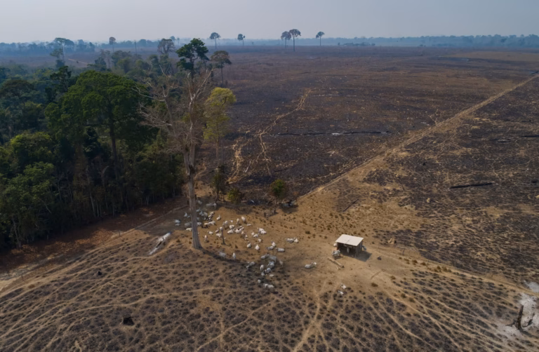 Fotografía aérea de un grupo de vacas en un terreno deforestado y quemado junto al borde de la selva tropical.