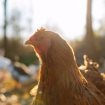 Primer plano de perfil de una gallina de plumaje rojizo y marrón iluminada por la luz dorada del atardecer en un espacio al aire libre.