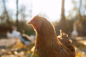 Primer plano de perfil de una gallina de plumaje rojizo y marrón iluminada por la luz dorada del atardecer en un espacio al aire libre.