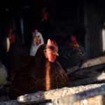 Día mundial del huevo: el Perú avanza hacia un futuro sin jaulas para las gallinas