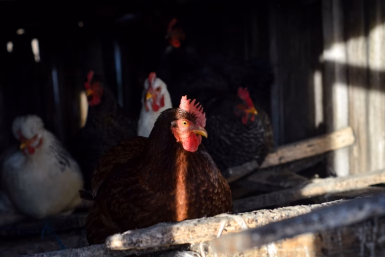 Día mundial del huevo: el Perú avanza hacia un futuro sin jaulas para las gallinas