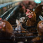Gallinas de plumaje marrón hacinadas en una jaula metálica en batería dentro de una granja avícola intensiva.