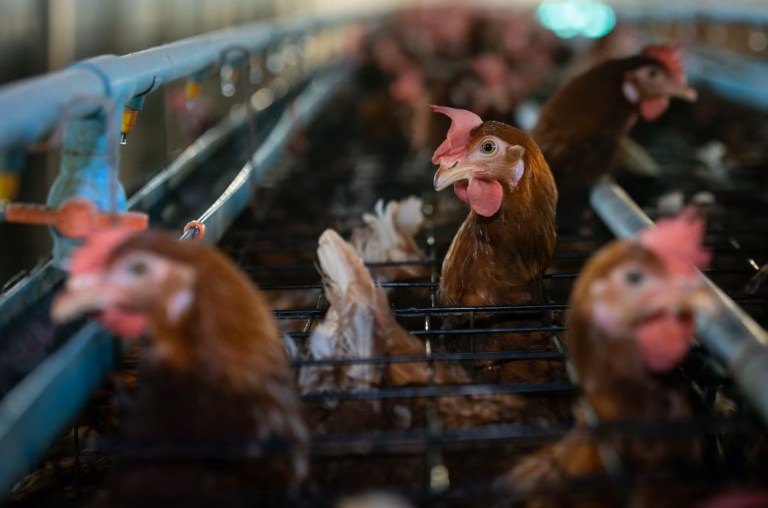 Gallinas de plumaje marrón hacinadas en una jaula metálica en batería dentro de una granja avícola intensiva.